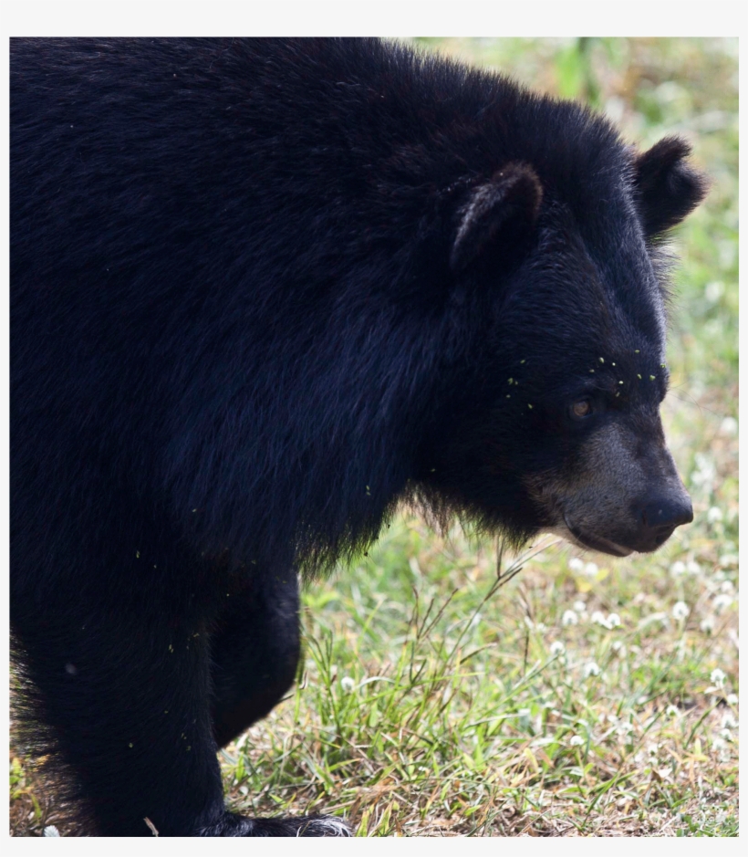 Full - American Black Bear, transparent png download