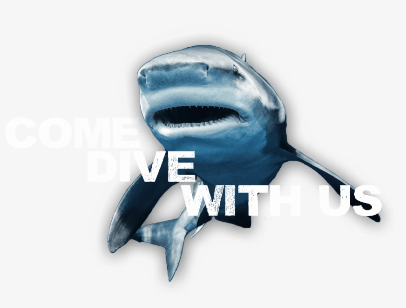 An Image Of A Friendly Shark Inviting You To Come Dive - Tiger Shark, transparent png download