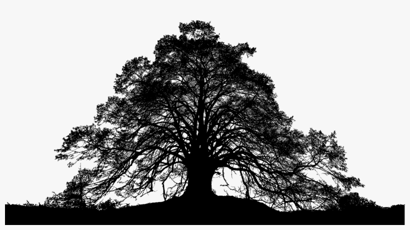 Forest Trees Silhouette Tree Landscape Nature - Oak, transparent png download
