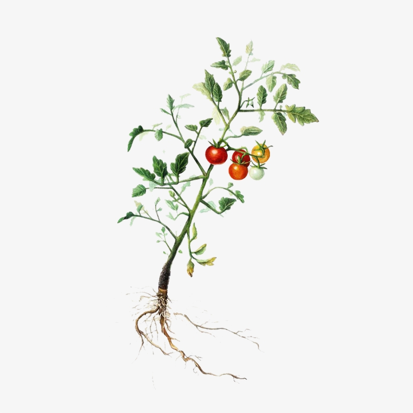 Tomatoplant - Rose Hip, transparent png download