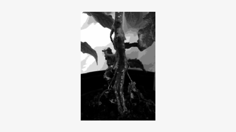 Late Blight Manifestation On Tomato Plants, Grown On - Monochrome, transparent png download