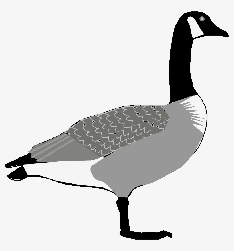 Input Canada-goose, transparent png download