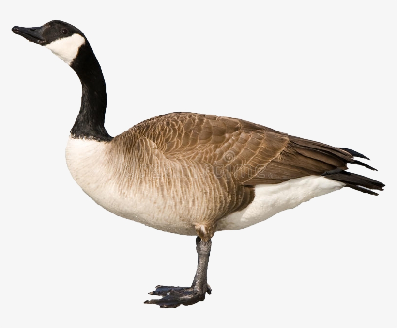 Canadian Goose Clipart, transparent png download