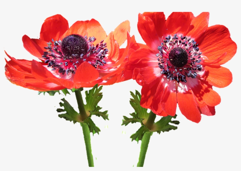 Red Flower Anemone Free Photo On Pixabay - Anemone, transparent png download