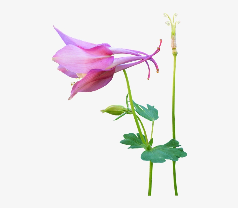 Flower, Pink, Stem, Seed - Canada Columbine, transparent png download