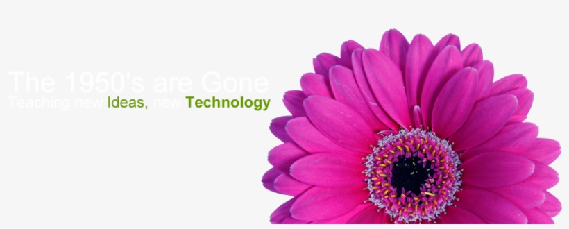 Stems Floral Solutions - Barberton Daisy, transparent png download