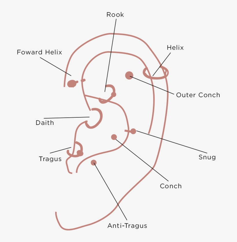 Cartilage Piercing - Diagram, transparent png download