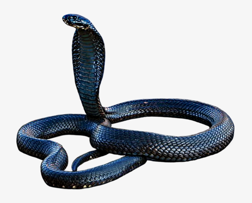 Cobra Png, Download Png Image With Transparent Background, - San Joaquin Coachwhip, transparent png download