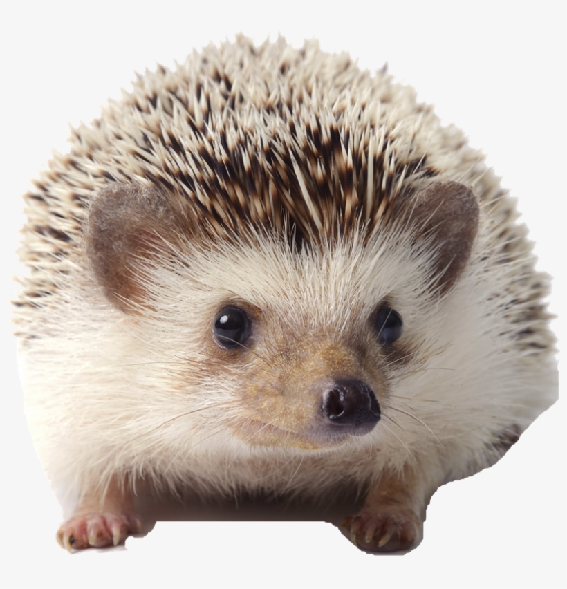 Cute African Pygmy Hedgehogs, transparent png download