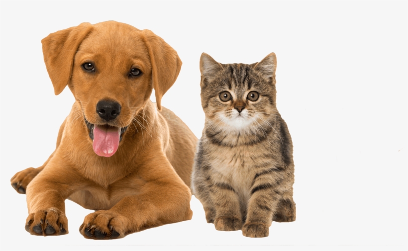 Premium Pet Care - Valentines Day Puppies And Kittens, transparent png download