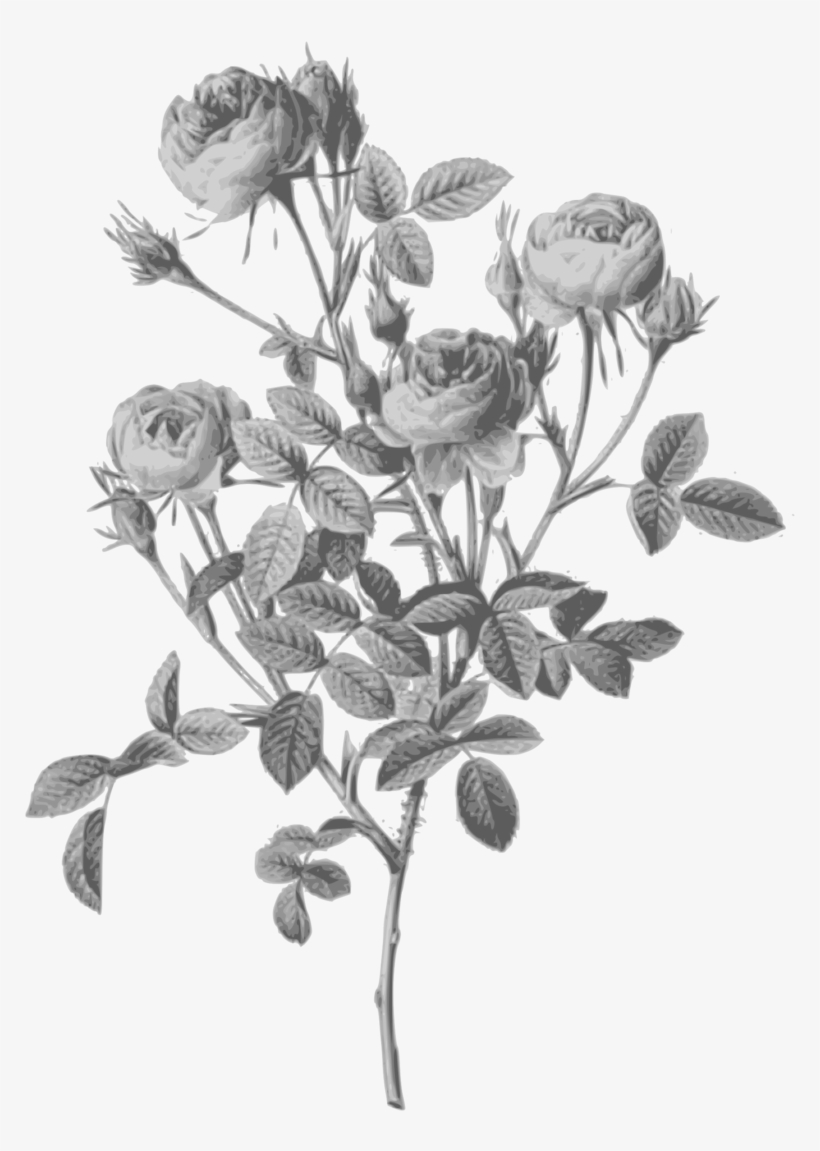 Redoute Rosa Pomponia Grayscale - Rose Sidonie Botanical Illustration, transparent png download