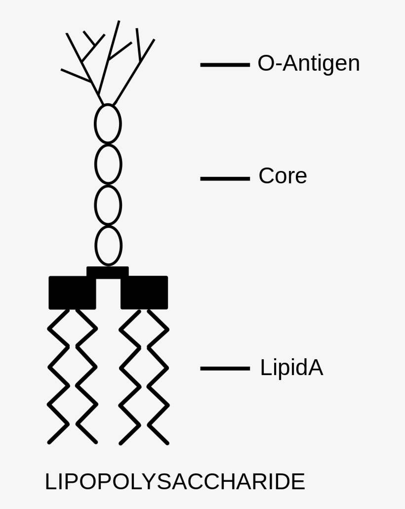 File - Lps En - Svg - Endotoksini, transparent png download