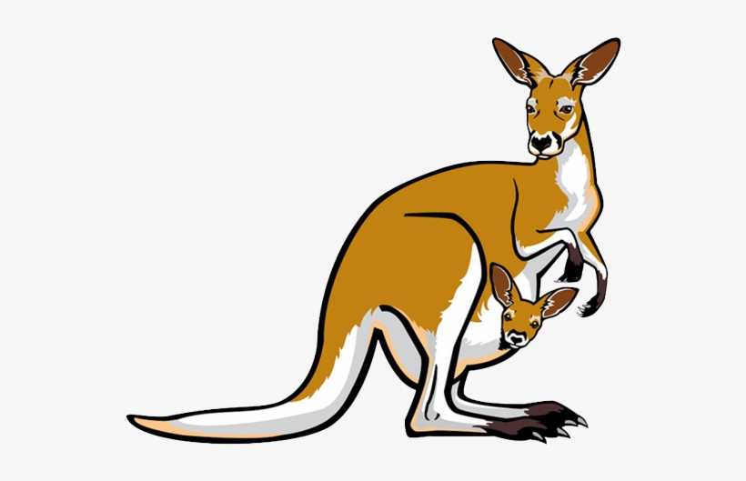 Kangaroo Png Photo - Joey Female Red Kangaroo, transparent png download