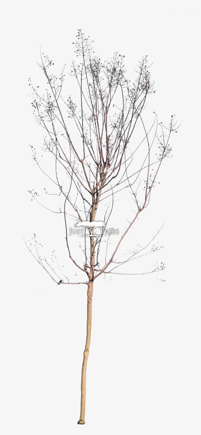 Lagerstroemia Indica - Drawing, transparent png download