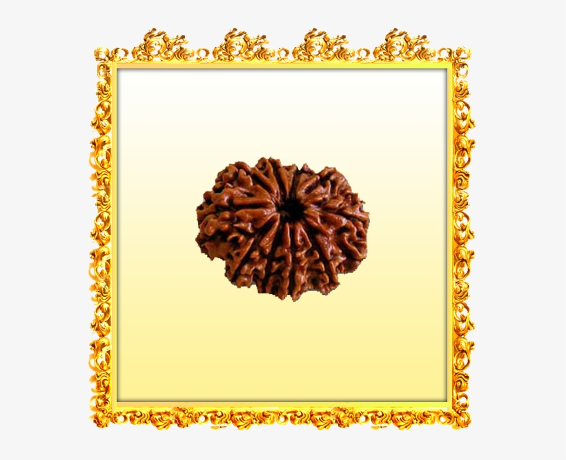 Are There Any Definitive Tests - 10 Mukhi Nepal Rudraksha, transparent png download