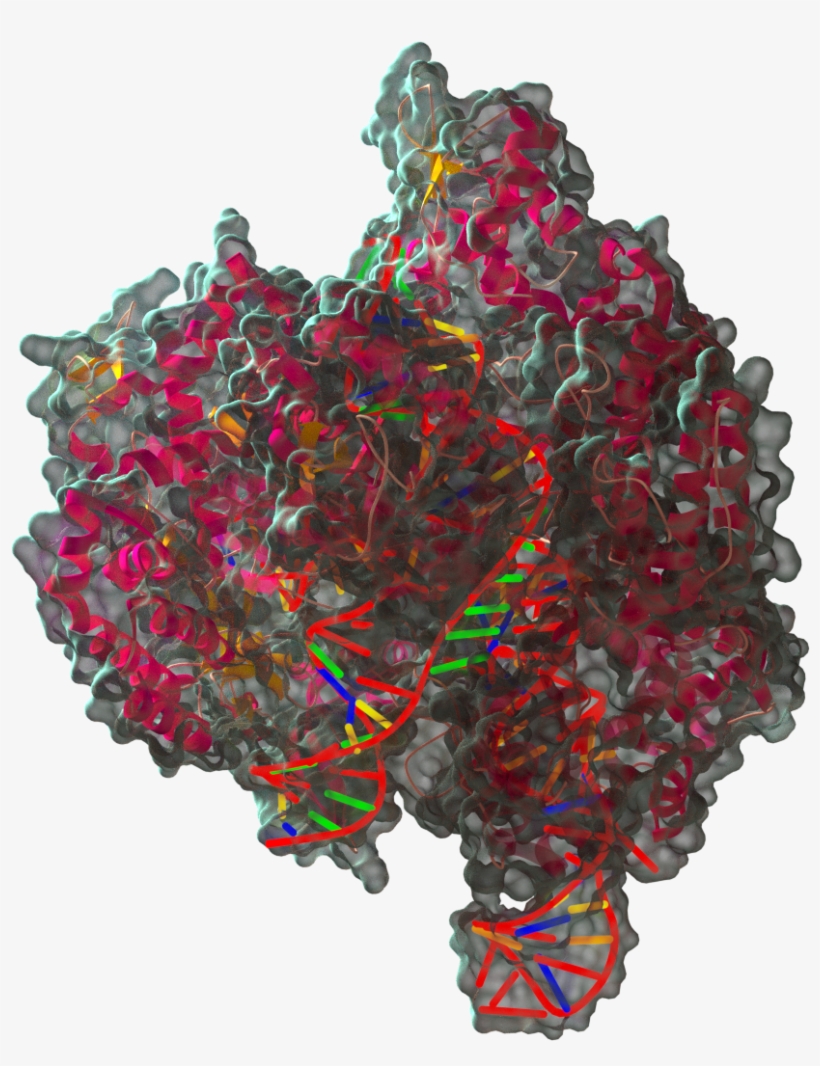 Transparent Background - Illustration, transparent png download