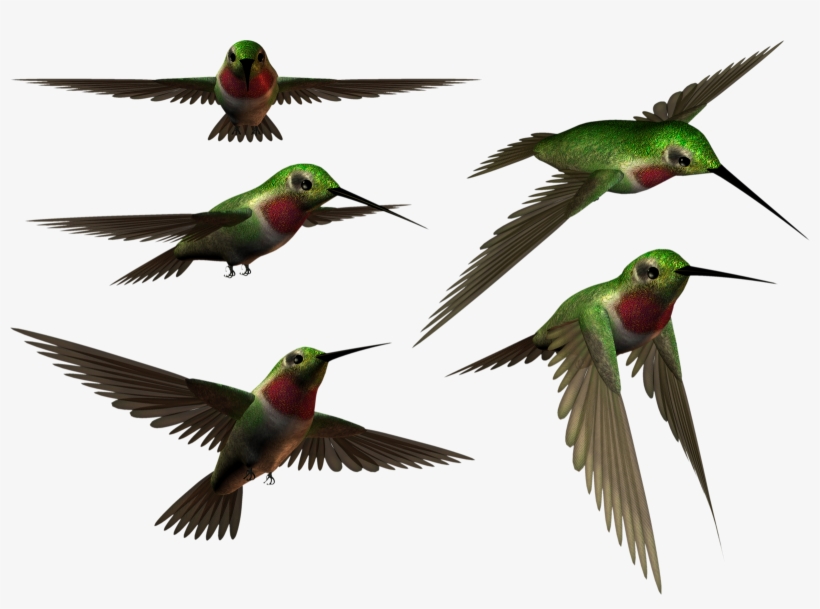 Birds, Hummingbird, I Want You, Animals, Hummingbirds, - Animal, transparent png download