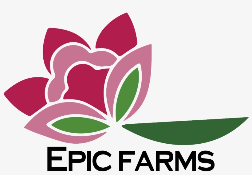 Magento Commerce Magento Commerce - Graphic Design, transparent png download