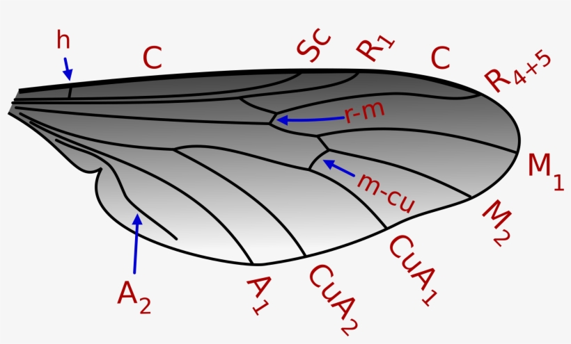 Open - Diagram, transparent png download