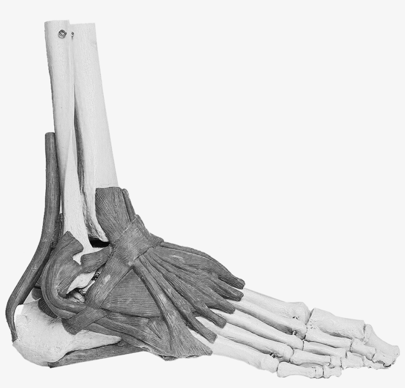 Feet - Sinus Tarsi Syndrome, transparent png download