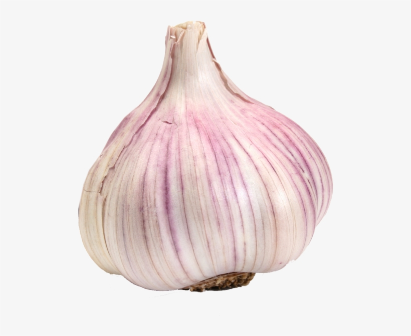 Garlic, transparent png download