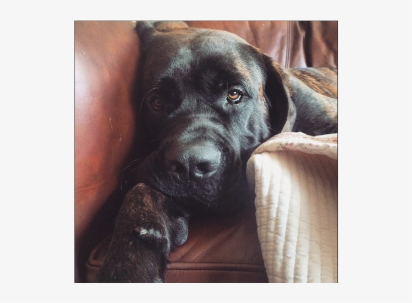 Dog Walking, transparent png download