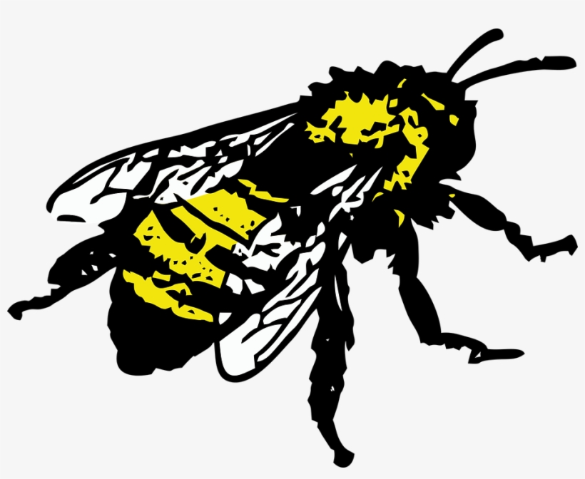 Honey Bee Graphic - Bee Graphic, transparent png download