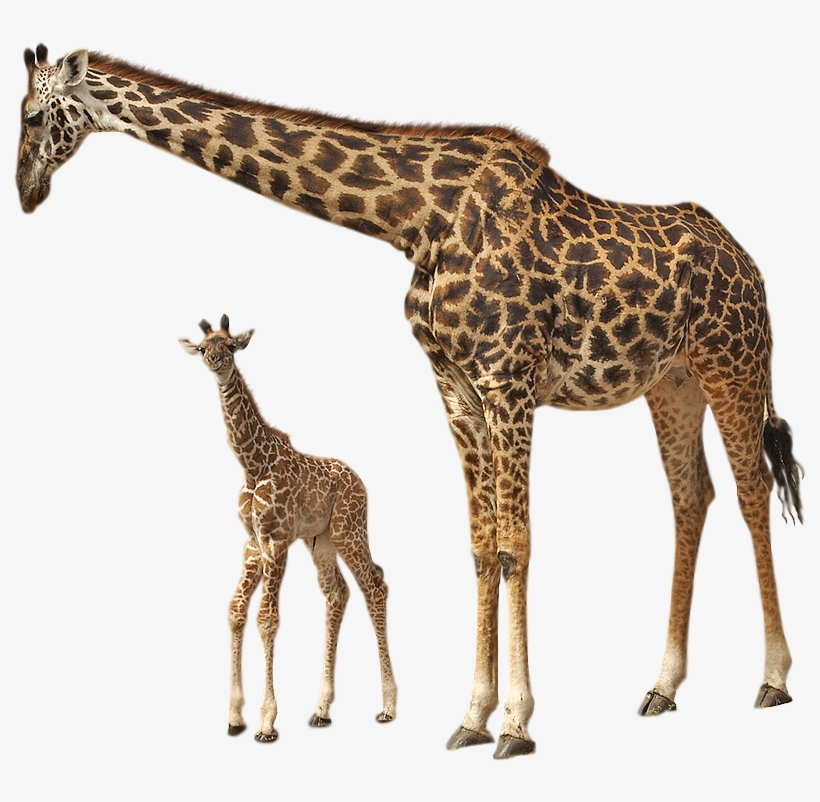 Giraffe Png - Book Of Natural History, transparent png download