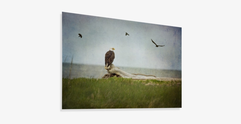 Bald Eagle On Tree Trunk Canvas Print - Bald Eagle, transparent png download
