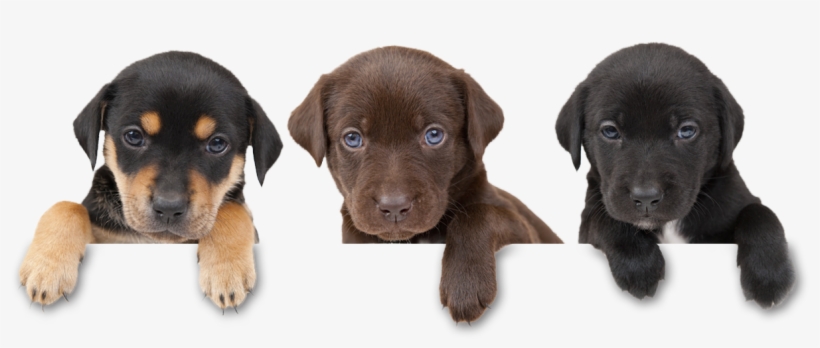 Dog-harmony - Pet Adoption Campaign, transparent png download