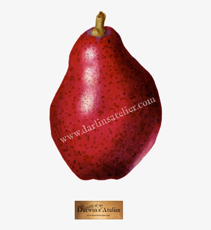 Pyrus Communis , Watercolor, transparent png download
