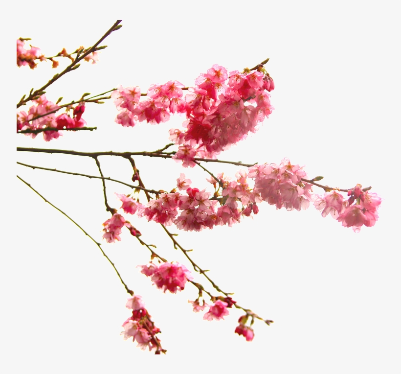 Graphic Library Download Image Tumblr Ml Q Ksdhl Rm - Cherry Tree Branch Transparent, transparent png download
