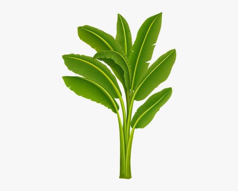 0, - Banana Trees Image Png, transparent png download