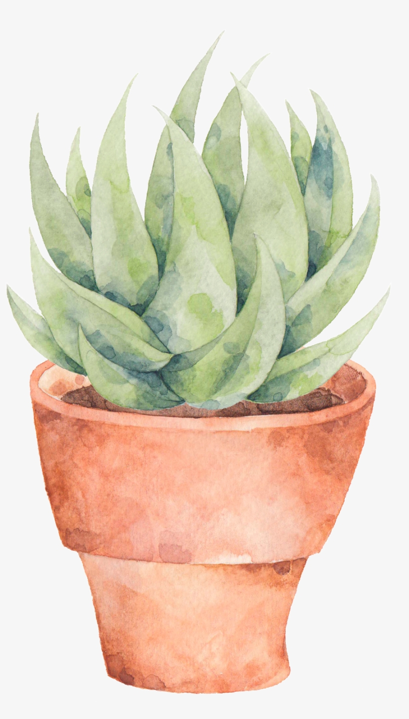 This Graphics Is A Plate Of Aloe Png Transparent About - Flowerpot, transparent png download