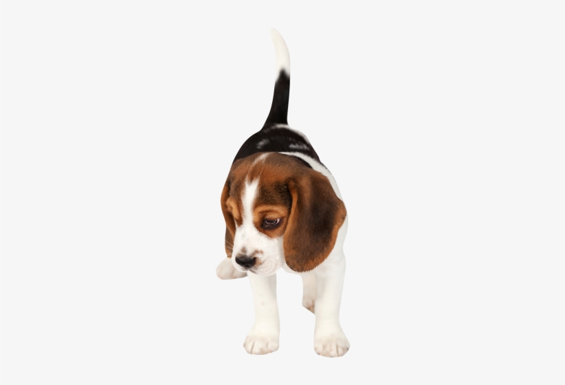 Austin Tx Veterinarian - Puppy Png Transparent, transparent png download