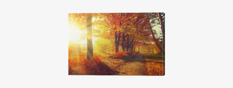 Autumnal Trees And Leaves In Sun Rays Canvas Print - 'autumnal Trees In Sunrays' Photographic Print On Wrapped, transparent png download