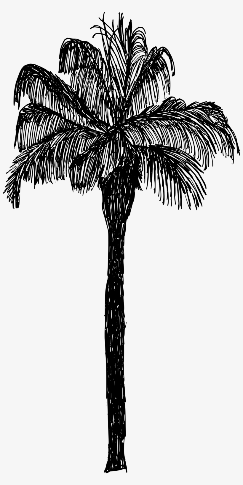 Free Download - Cyathea, transparent png download