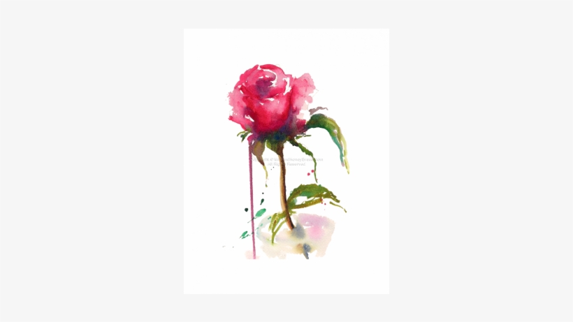 Garden Roses, transparent png download