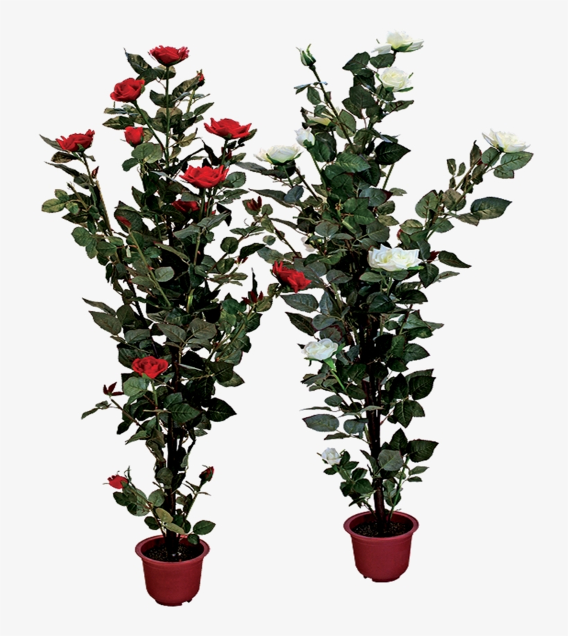 Rose Bush Clipart Shrub Plan - Transparent Flower Pot Png, transparent png download