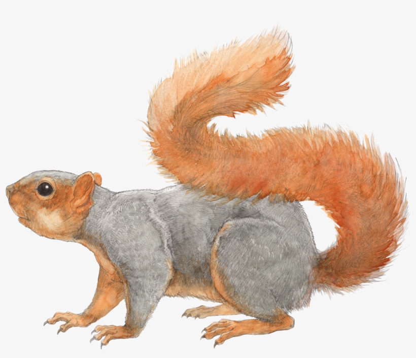 Squirrel Transparent Png File - Eastern Fox Squirrel Png, transparent png download