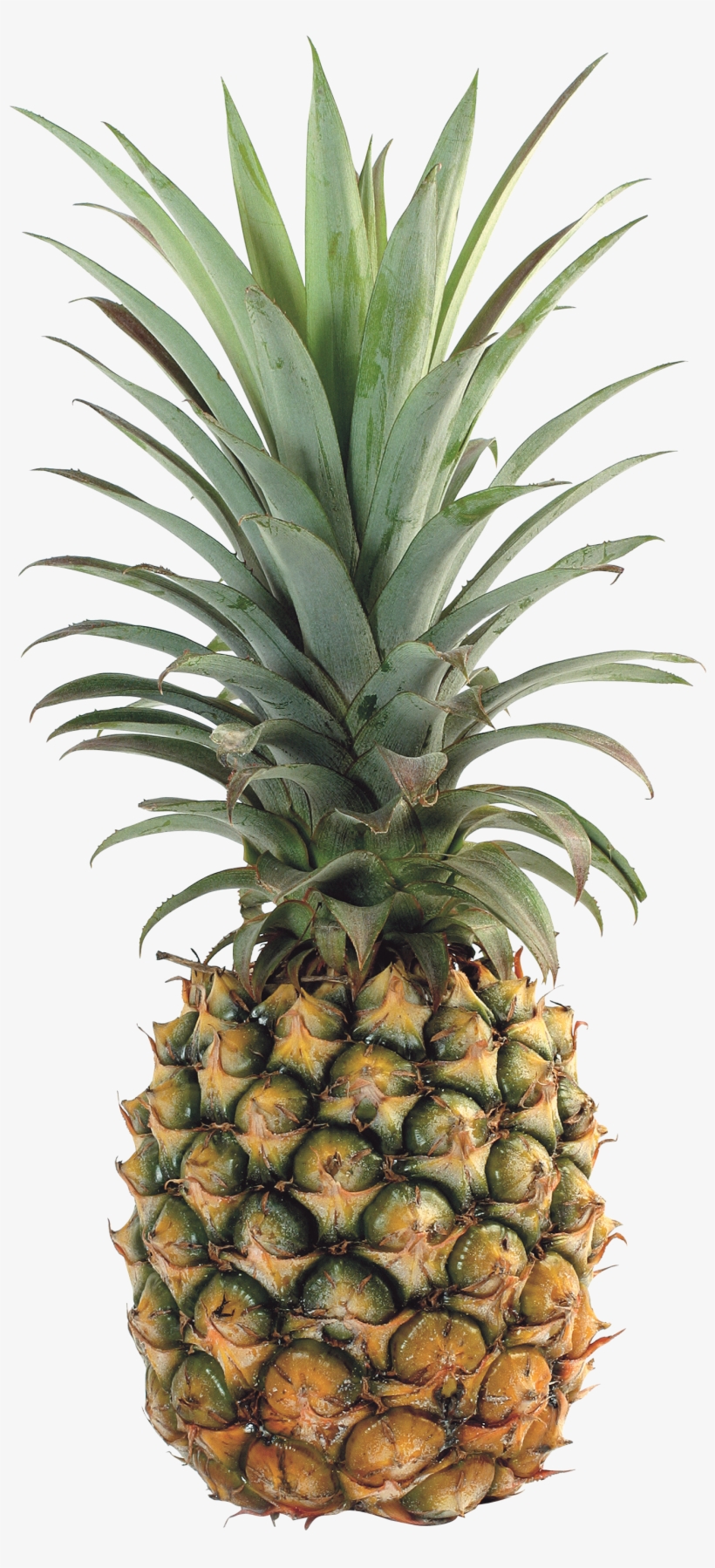 Download Pineapple Png Images Free Pictures Download Svg Free Pineapple Transparent Png 1379x2957 Free Download On Nicepng