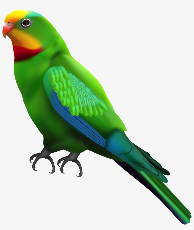 Parrot Png, transparent png download