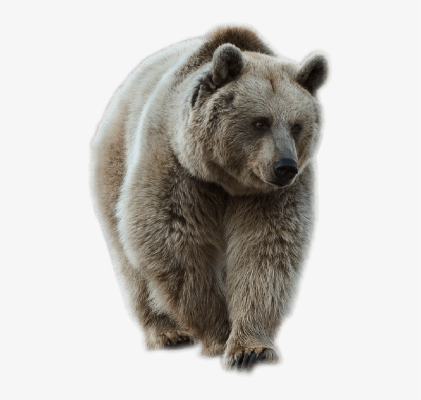Transparent Brown Bear Png Picture - Bear Png, transparent png download