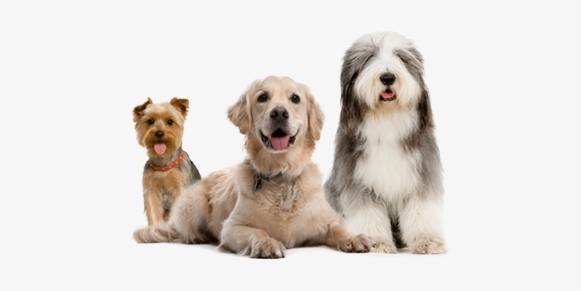 Dogs - Dog Training Collar `k9 Ii`, transparent png download