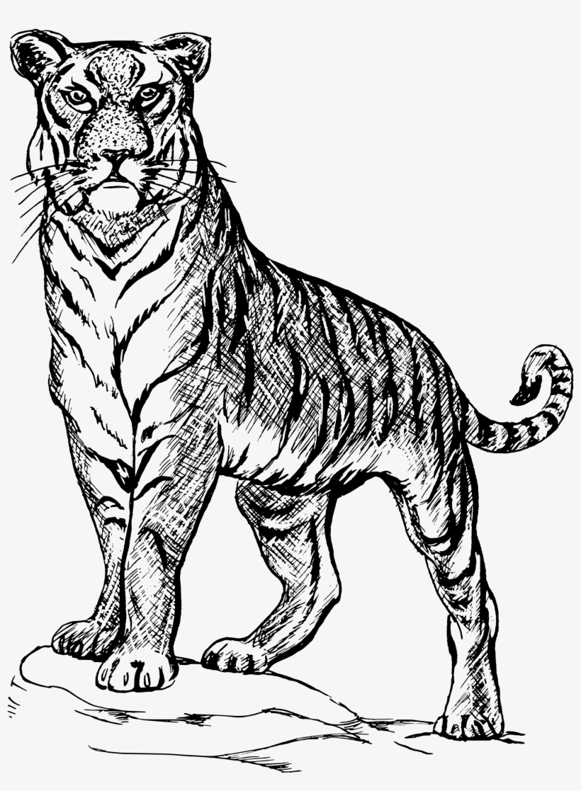 Tiger Png Clipart - Line Drawing Of A Tiger, transparent png download
