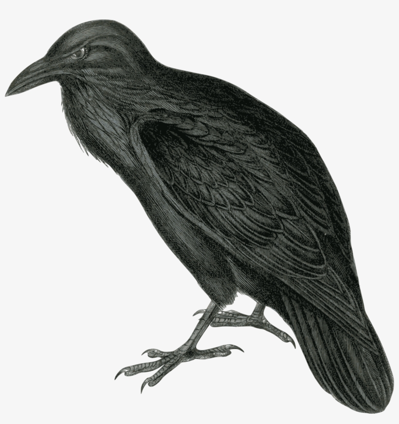 Free - Raven Clipart, transparent png download