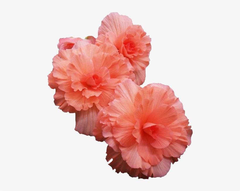 Pink Flowers - Transparent Flowers, transparent png download