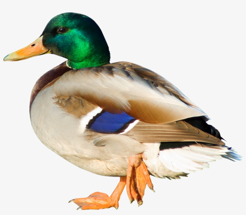 Duck Png, transparent png download