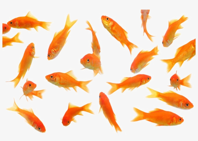 Fish Image In Png, transparent png download