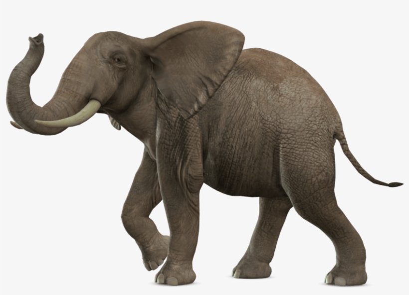 Animals - Elephant Png, transparent png download